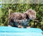 Small #29 ShihPoo