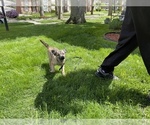 Small Photo #7 Australian Shepherd-German Shepherd Dog Mix Puppy For Sale in DETROIT, MI, USA