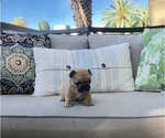 Small Photo #4 French Bulldog Puppy For Sale in COSTA MESA, CA, USA