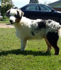 Australian Shepherd Puppy for sale in ELKMONT, AL, USA