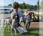 Small Photo #4 German Shorthaired Pointer Puppy For Sale in WARSAW, NY, USA
