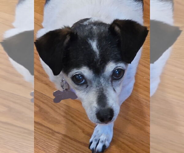 Medium Photo #4 Chihuahua-Unknown Mix Puppy For Sale in Mooresville, NC, USA