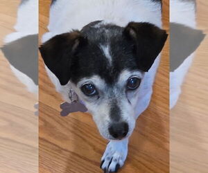 Jasmine - Female Chihuahua-Unknown Mix Dog for Adoption - Photo #4