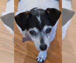Small Photo #4 Chihuahua-Unknown Mix Puppy For Sale in Mooresville, NC, USA