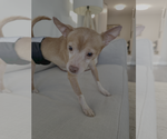 Small Chihuahua Mix