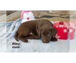 Small Photo #1 Labrador Retriever Puppy For Sale in CLARE, MI, USA