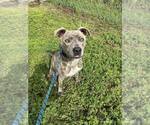 Small #1 Mutt