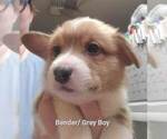 Small Photo #6 Pembroke Welsh Corgi Puppy For Sale in KINGMAN, AZ, USA