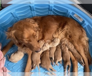 Golden Retriever Puppy for sale in YUMA, AZ, USA