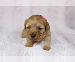 Small Photo #7 Cavapoo Puppy For Sale in HOMELAND, CA, USA