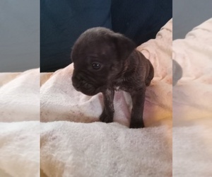 Cane Corso Puppy for sale in WALNUT COVE, NC, USA