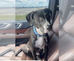 Small Labrador Retriever Mix