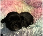 Small #1 Shih Tzu