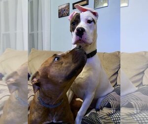Rex - Male American Pit Bull Terrier-Siberian Husky Mix Dog for Adoption - Photo #21