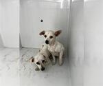 Small Chihuahua