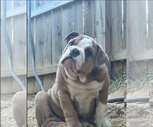 American Bulldog Puppy for sale in NEW YORK, NY, USA