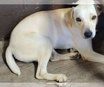 Small #1 Labrador Retriever Mix