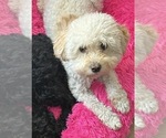 Small Photo #1 Maltipoo (Toy) Puppy For Sale in BURLINGAME, CA, USA