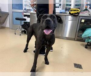 Boxer-Unknown Mix Dogs for adoption in Grand Prairie, TX, USA