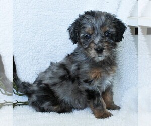 Medium Goldendoodle-Poodle (Miniature) Mix