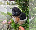 Small Photo #2 German Shepherd Dog Puppy For Sale in SAN FERNANDO, CA, USA