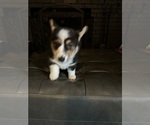 Small #9 Pembroke Welsh Corgi