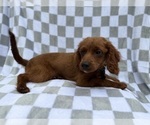 Small #2 Cavapoo (Miniature)