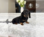 Small Photo #2 Dachshund Puppy For Sale in GREENFIELD, IN, USA