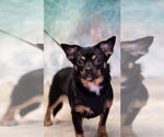 Small Rat Terrier Mix