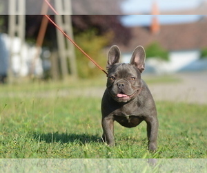 French Bulldog Puppy for sale in Kiskoros, Bacs-Kiskun, Hungary