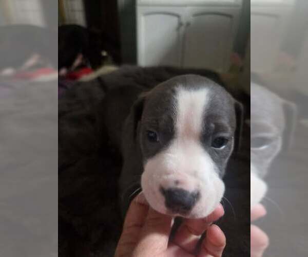 Medium Photo #1 Mutt Puppy For Sale in Holly Springs, NC, USA