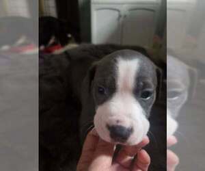 Mutt Dogs for adoption in Holly Springs, NC, USA