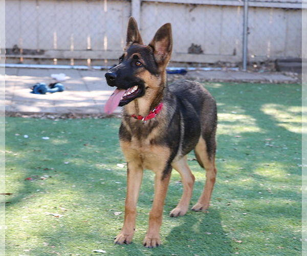 Medium Photo #2 German Shepherd Dog Puppy For Sale in San Diego, CA, USA