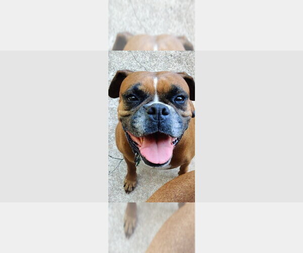 Medium Photo #2 Boxer Puppy For Sale in Austin, TX, USA