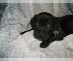 Small Photo #2 Cane Corso Puppy For Sale in SEABECK, WA, USA