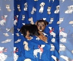Small #10 Poodle (Toy)