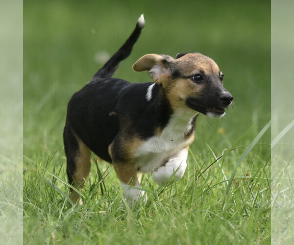 Medium Photo #1 Mutt Puppy For Sale in Mechanicsburg, PA, USA