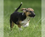 Small Mutt