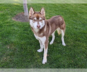 Siberian Husky-Unknown Mix Dogs for adoption in San Clemente, CA, USA