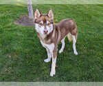 BUDDY - Male Siberian Husky-Unknown Mix Dog for Adoption - Small photo