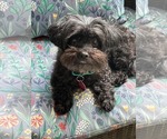 Small #3 ShihPoo