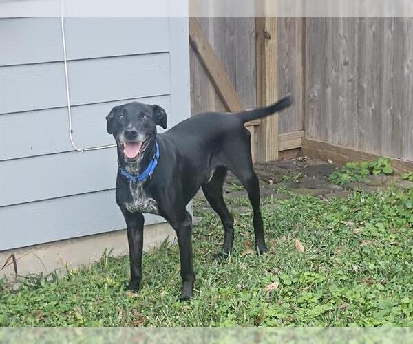 Medium Photo #4 Labrador Retriever Puppy For Sale in Pasadena, TX, USA