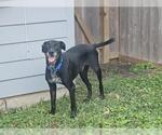 Small #3 Labrador Retriever