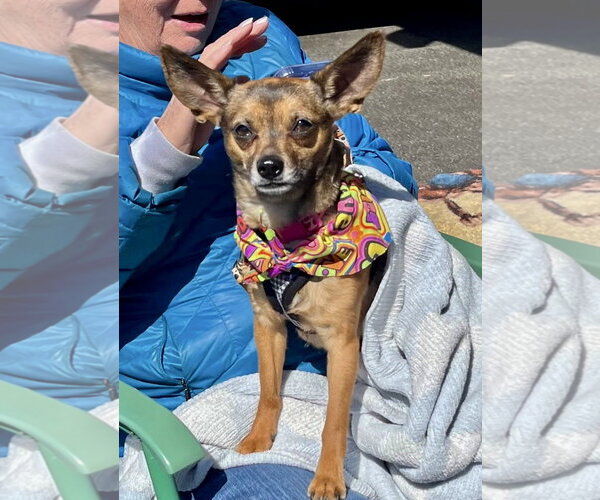 Medium Photo #2 Chihuahua Puppy For Sale in Mount Laurel, NJ, USA