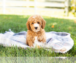 Small Photo #12 Poodle (Miniature) Puppy For Sale in SHIPSHEWANA, IN, USA