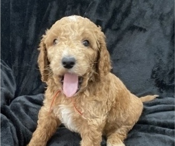 Medium Photo #2 Goldendoodle Puppy For Sale in HAZLEHURST, MS, USA
