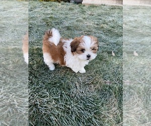 Lhasa Apso Puppy for sale in MIDDLETOWN, CT, USA