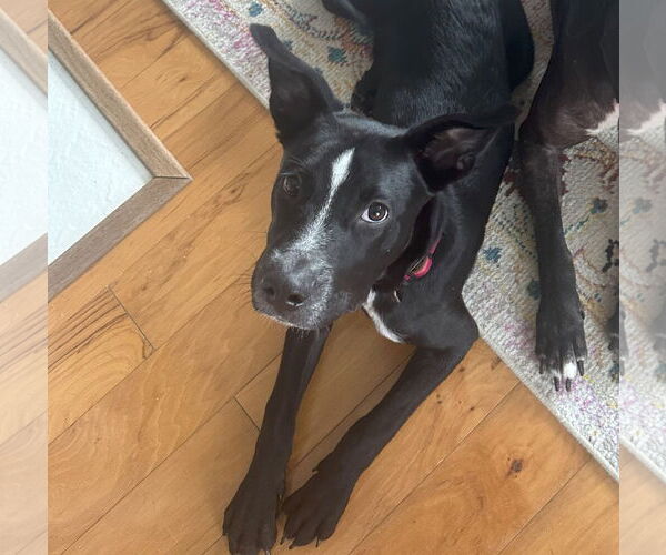 Medium Photo #4  Puppy For Sale in , 