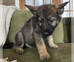 Small #3 German Shepherd Dog