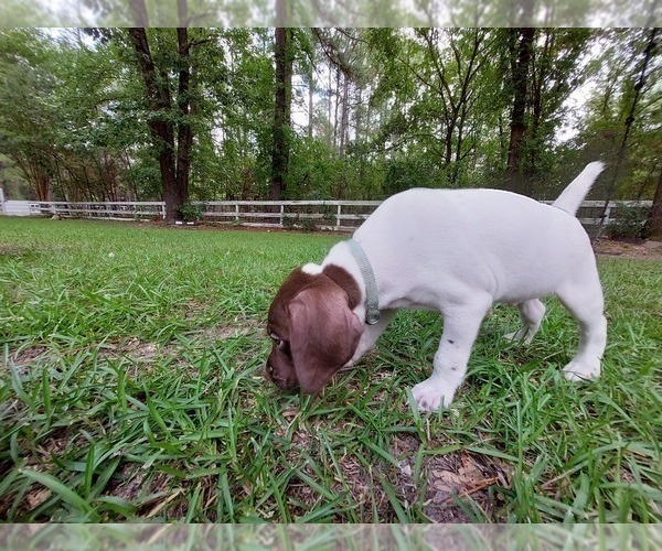 Medium Photo #3 German Shorthaired Pointer Puppy For Sale in QUITMAN, TX, USA